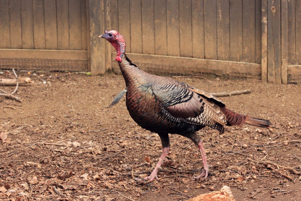 Turkey: A Complete Guide to History, Culture, Tourism, Food, and Modern Life Turkey